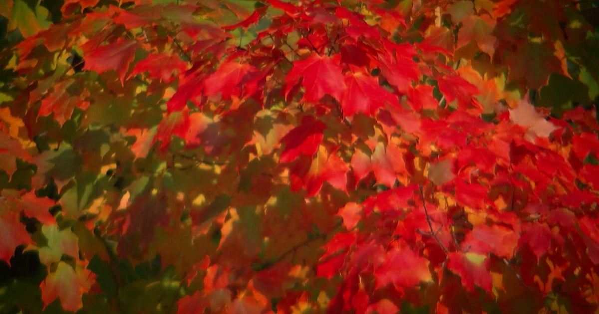 Will Minnesota get a colorful fall? U forestry specialist thinks so Will Minnesota get a colorful fall? U forestry specialist thinks so
