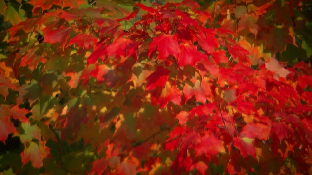 tease-1-a-vo-fall-colors-wcco8ohx.jpg 