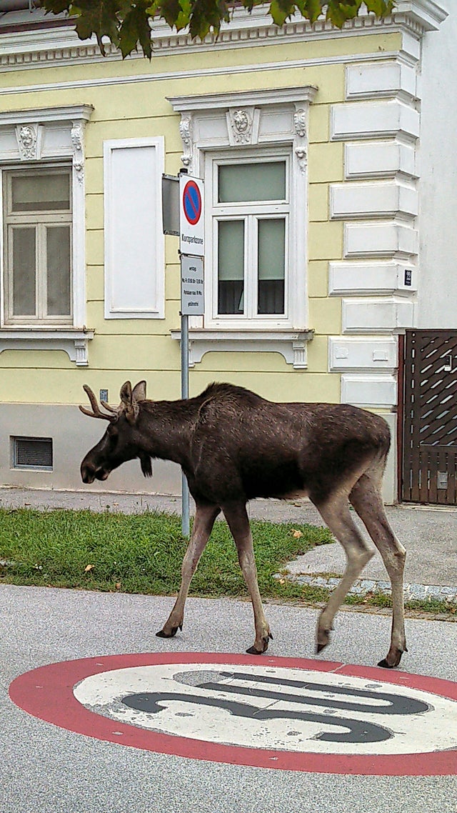 Austria Moose 
