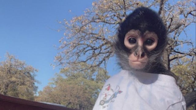 Abu, spider monkey 