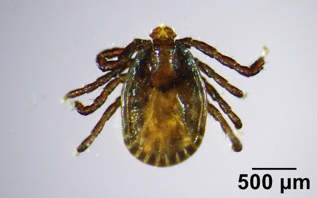 haemaphysalis-longicornis.jpg 