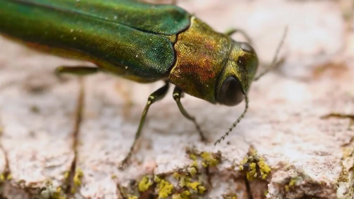 Emerald ash borer confirmed in Aurora, city urges homeowners to take ...