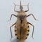 Potentially deadly Chagas disease from "kissing bugs" seemingly spreading across U.S.