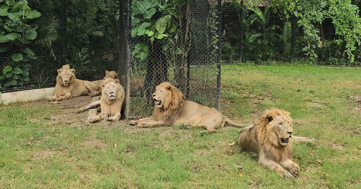 Zookeeper mauled to death by lions after stepping out of car at safari park in Thailand