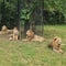 Zookeeper mauled to death by lions at safari park in Thailand