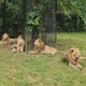 Zookeeper mauled to death by lions at safari park in Thailand 