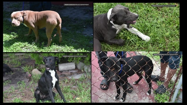 1700-marybel-miami-gardens-dog-mauling-pkg-9-10-25.jpg 