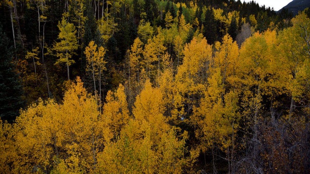 Fall colors, Guanella Pass 