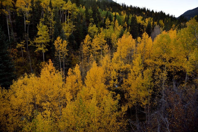 Fall Color, Guanella Pass,