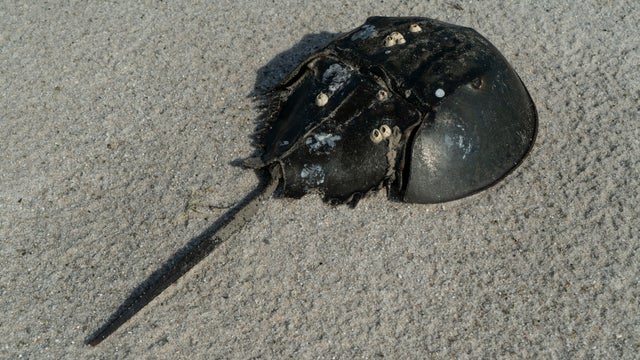 TOPSHOT-US-ENVIRONMENT-CONSERVATION-HORSESHOE-CRABS 