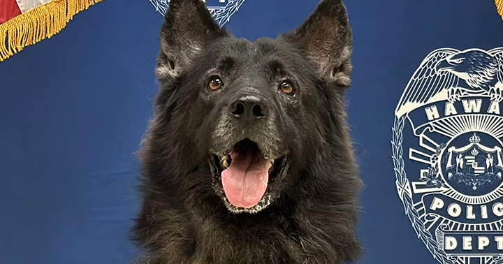Polis köpeği Hawaii'de sıcak arabada bırakıldıktan sonra ölür: “Önlenebilir Trajedi”