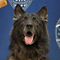 Police dog dies after being left in hot car in Hawaii: "Preventable tragedy"