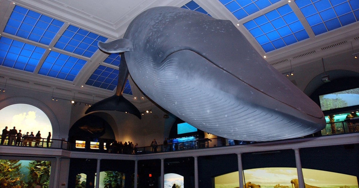 Sleep with the Whales! NYC's American Museum of Natural History's 'Night at the Museum' Returns!