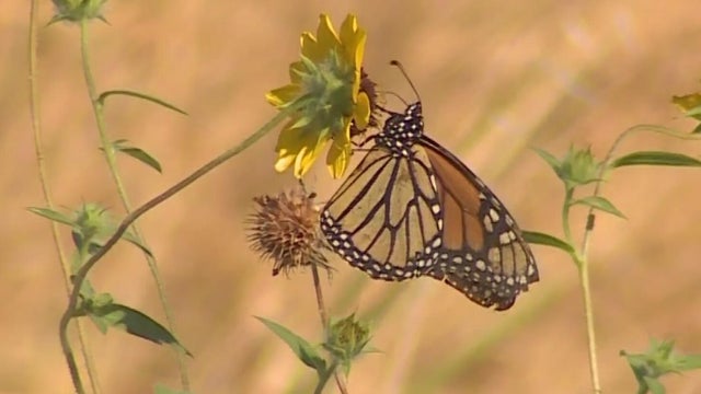 monarch-butterfly.jpg 