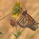 As California monarch butterfly populations plummet, Yolo County gardens help more take flight 