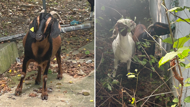 Lost Goats Rescued in Baltimore, Maryland