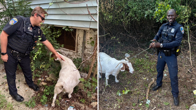 Lost Goats Rescued in Baltimore, Maryland 