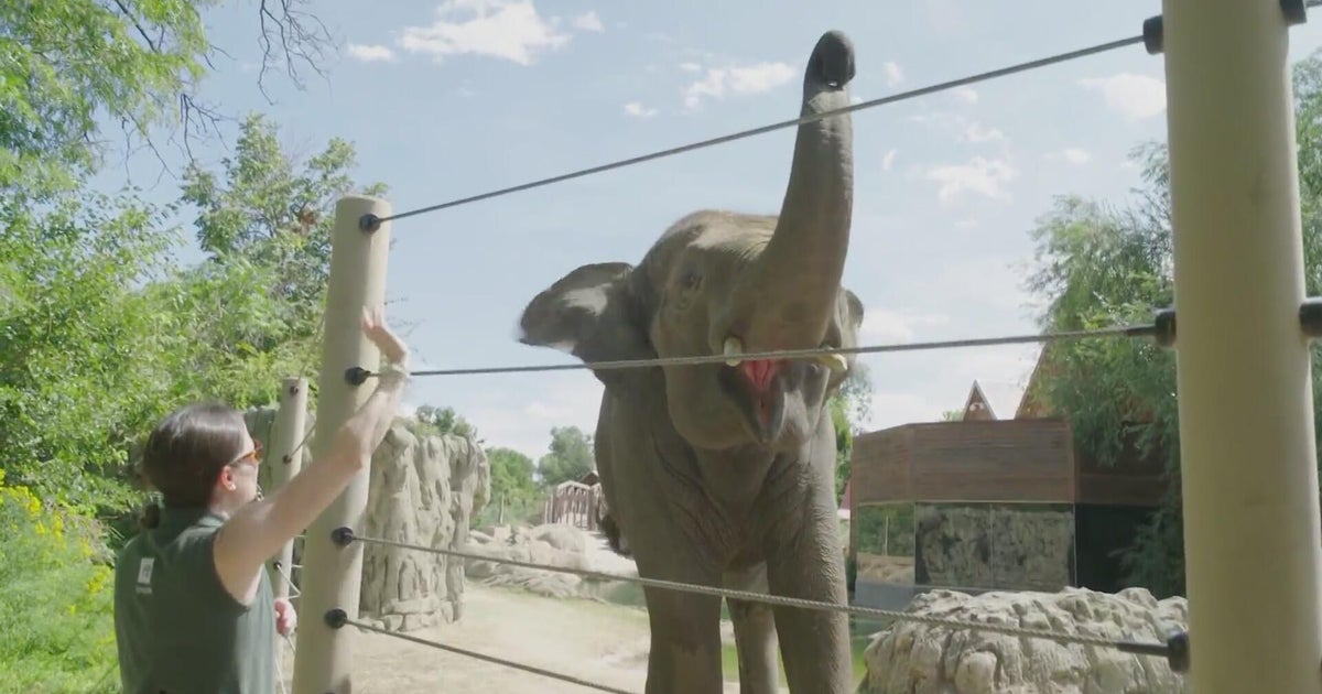 Denver Zoo animals don’t just do tricks, they help vets with their own healthcare