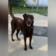 Westmoreland County dog rescue hosts reunion event 