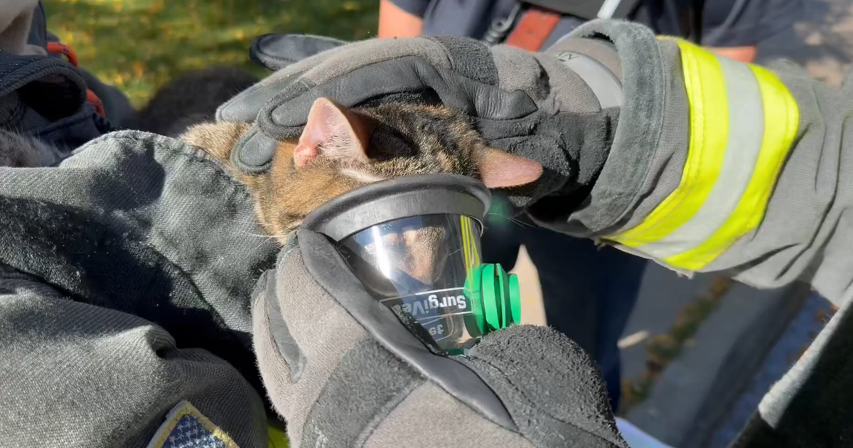 Colorado firefighters rescue 4 cats from garage fire in unincorporated ...