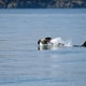 Another endangered orca in Washington state is seen carrying a dead calf 