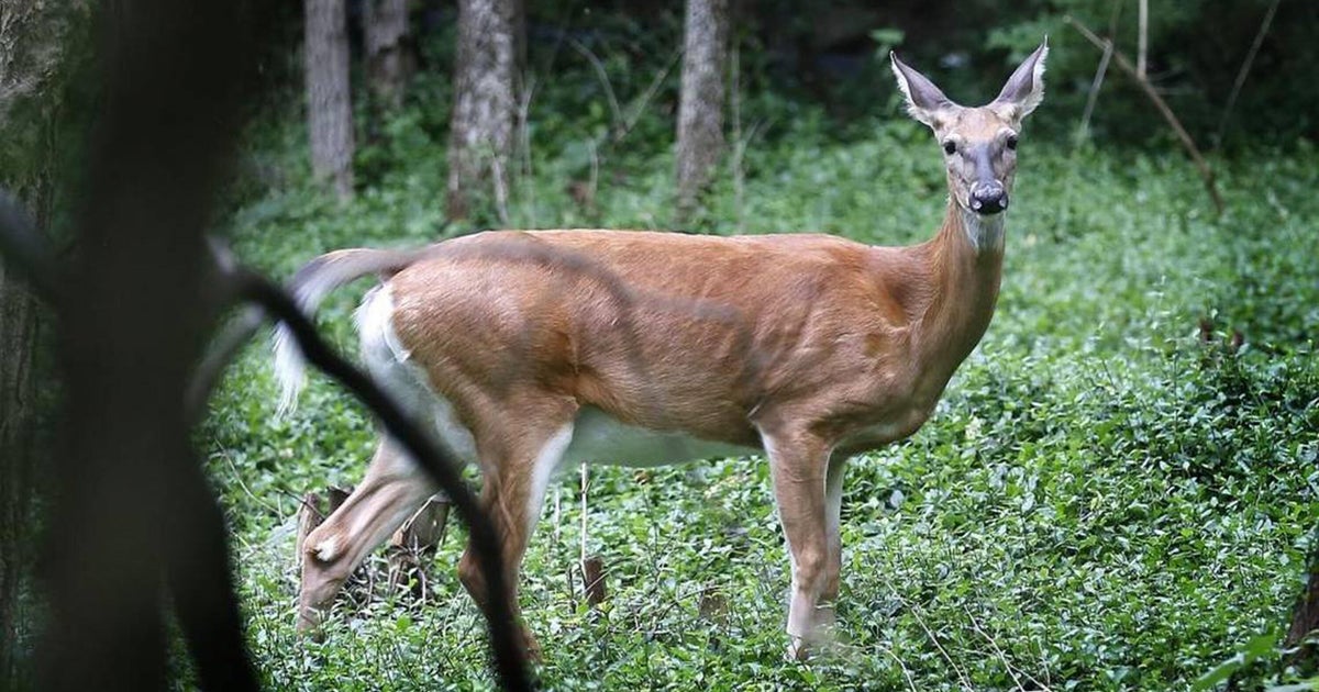 Outbreak of Hemorrhagic Disease reported in Maryland's White-tailed deer