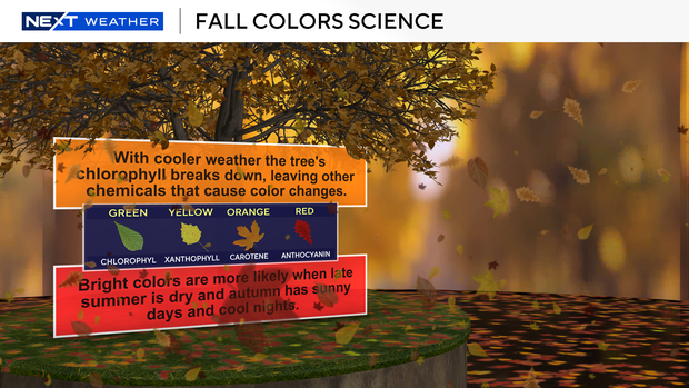 fall-foliage-colors-explainer.png 