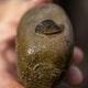 Adult zebra mussels discovered in the Colorado River for the first time 