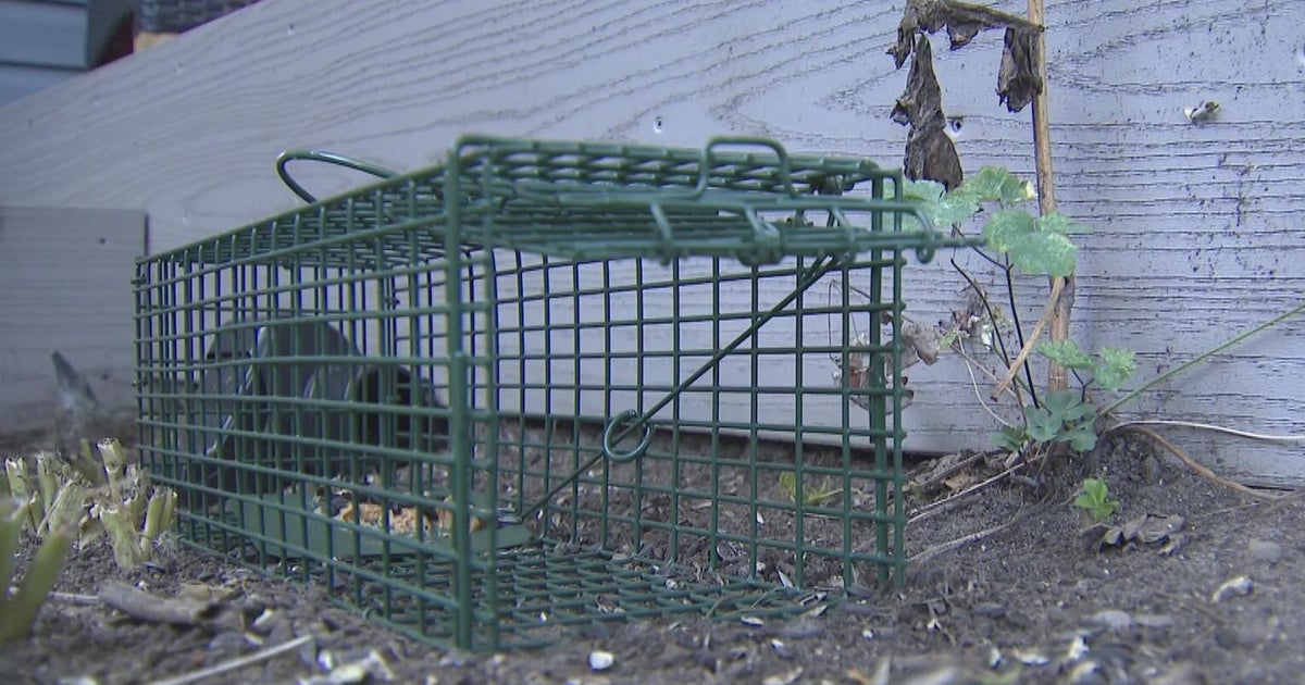 Plymouth residents deal with growing rat problem - CBS Detroit