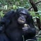 Wild chimpanzees eat fermented fruit equivalent to 2 alcoholic drinks per day, research finds