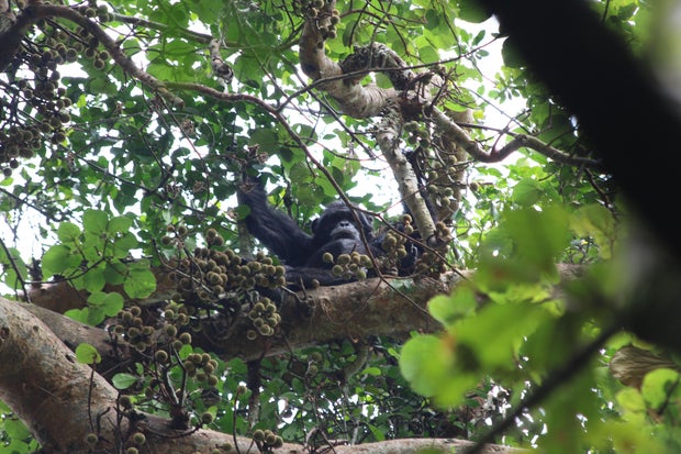 ngogo-2018-hicks-in-ficus-mucuso.jpg