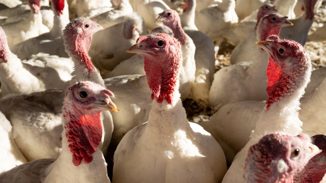 Turkeys At A Poultry Farm 