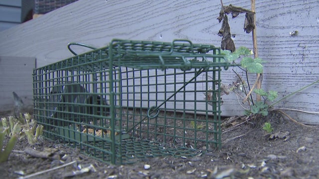 Plymouth residents express concern over growing rat problem 