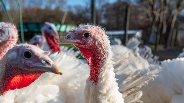 US-THANKSGIVING-HOLIDAY-TURKEY-SHORTAGE 