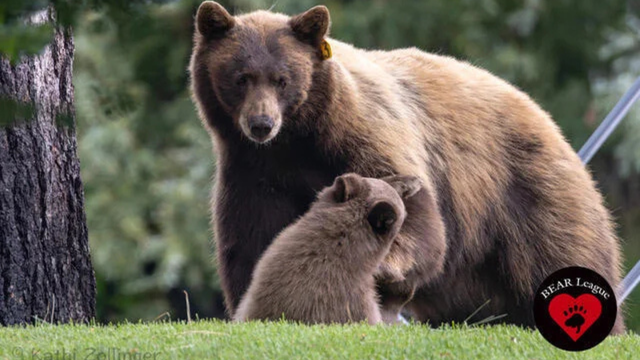 hope-and-bounce-bears-bear-league.png 