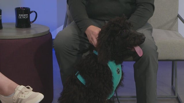 Annual Meet Your Friend at the Shelter event kicks off this weekend at Michigan Humane 