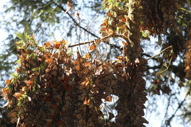 monarchs-in-mexico-credit-lisa-mason-2.jpg