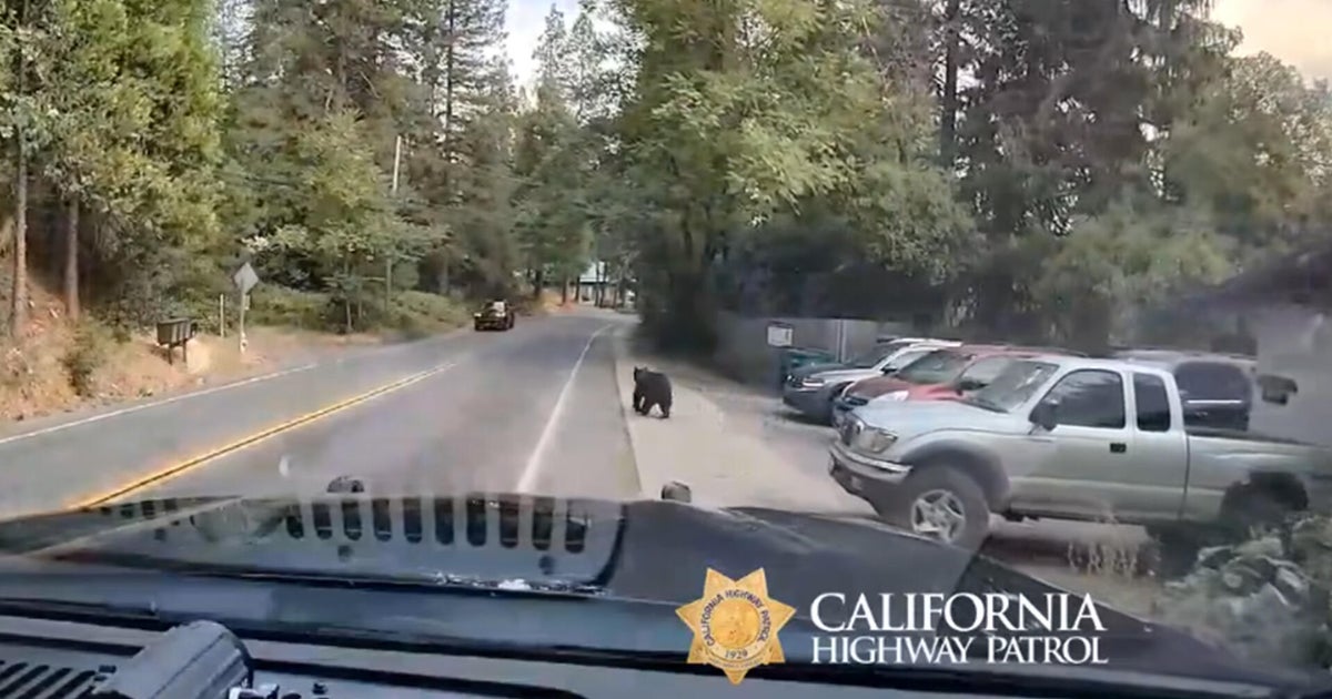 Did a Bear Just Make the Nevada City Highway Its Runway?