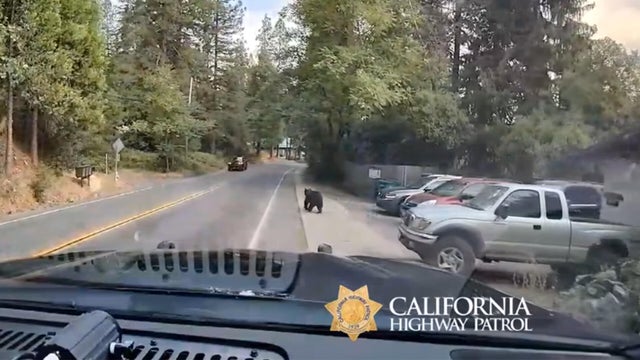 bear-nevada-city.jpg 
