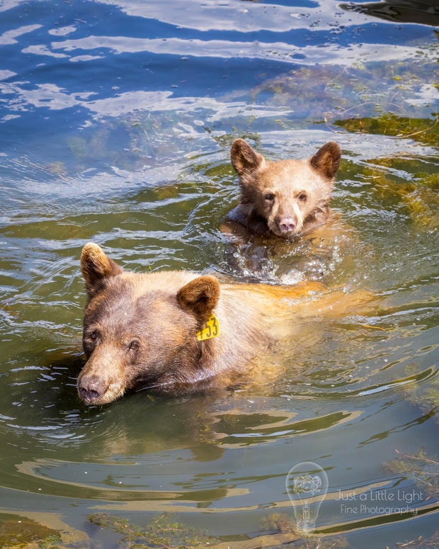bears-together-pic.jpg 