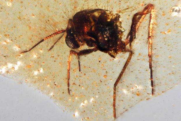 Prehistoric amber 