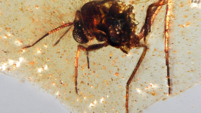                        Prehistoric insects trapped in amber give glimpse into ancient life                   