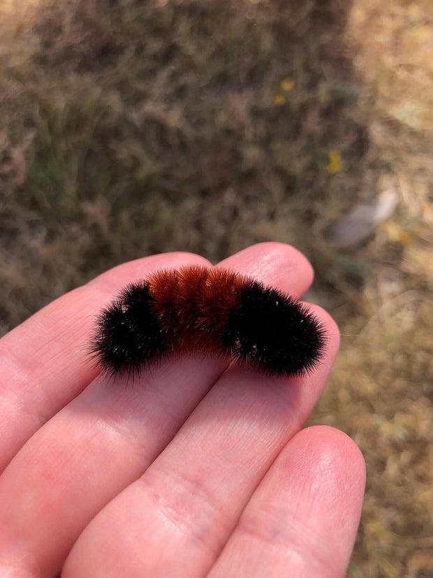 woolly-bear-at-plains-conservation-center-credit-lisa-mason.jpg