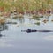 How a $60 million deal saved Georgia's Okefenokee Swamp from mining -- for now
