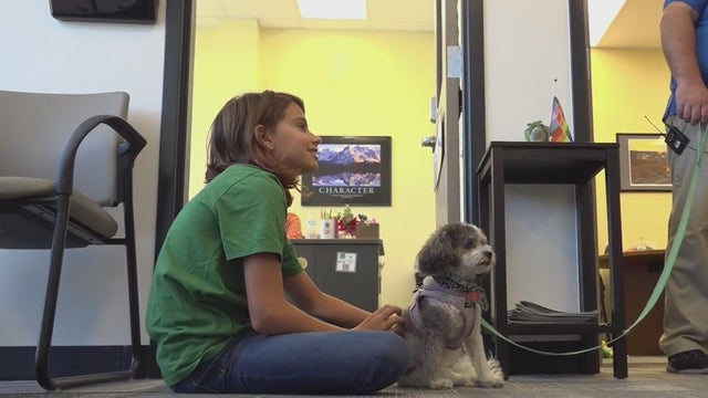 gateway-therapy-dogs.jpg 