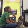 4 therapy dogs bring joy to students at Pittsburgh-area middle school 