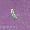 Flesh-eating bacteria kills 5th person this year in Louisiana 