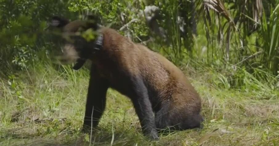 Florida Plans Controversial December Bear Hunt Amid Legal Challenges