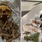 CBP officers find human skull and bones in luggage at Florida airport