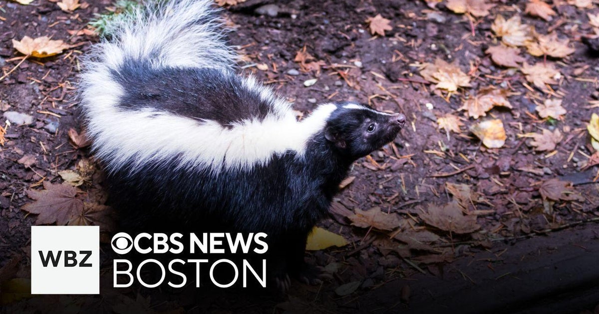Fitchburg school closes Friday after a skunk gets inside a classroom ...
